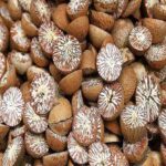 Dried Betel Nut - সুপারী - 1 kg - Image 3