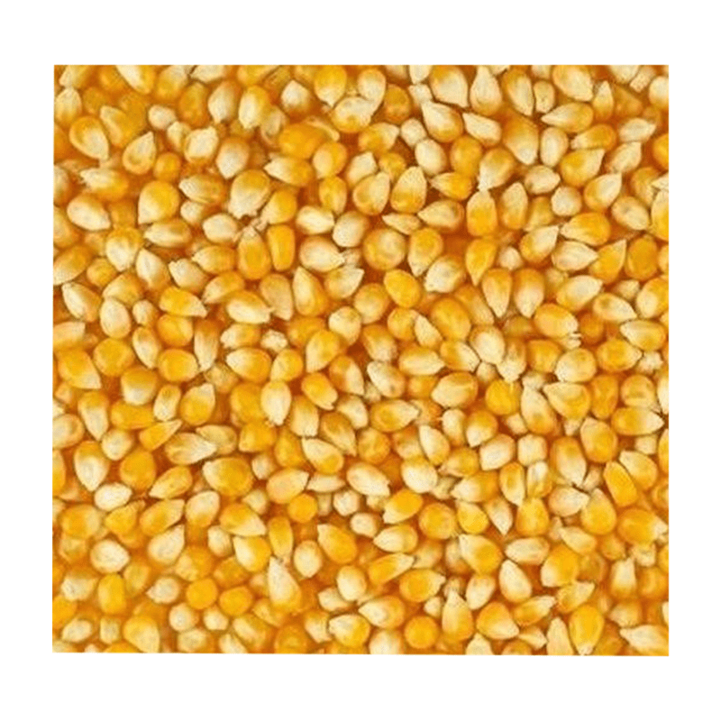 pop 800 POP Corn(পপ কর্ণ তৈরীর ভুট্টা) 1Kg - Image 1
