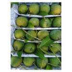 Khirshapat Mango