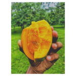 Khirshapat (ক্ষীরশাপাতি) Mango 20Kg - Image 5