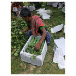 Khirshapat (ক্ষীরশাপাতি) Mango 20Kg - Image 6